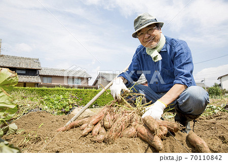 サツマイモの収穫、日本人男性 サツマイモの収穫、日本人男性 70110842
