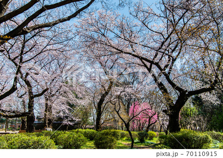 東京都練馬区　石神井公園の桜 70110915