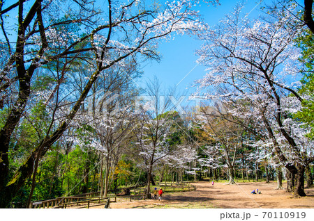東京都練馬区　石神井公園の桜 70110919