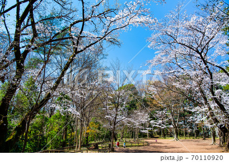 東京都練馬区 石神井公園の桜の写真素材