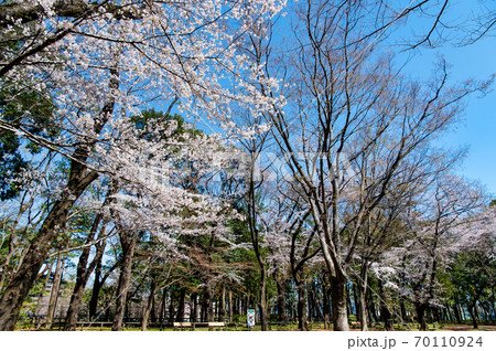 東京都練馬区 石神井公園の桜 東京都練馬区 石神井公園の桜 70110924