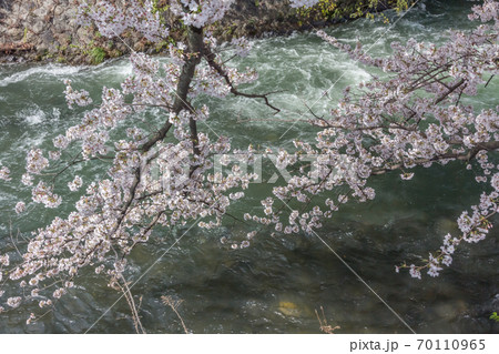 琵琶湖疎水に咲く満開の桜 琵琶湖疎水に咲く満開の桜 70110965