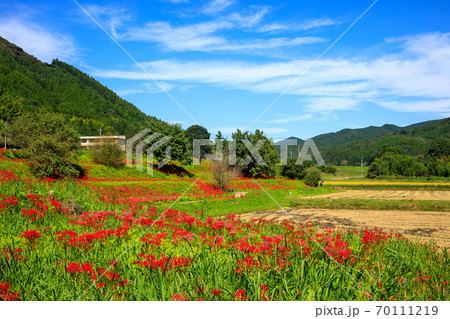 彼岸花の咲くころ 70111219
