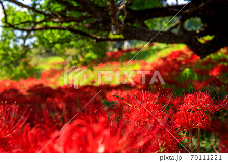 彼岸花公園 70111221