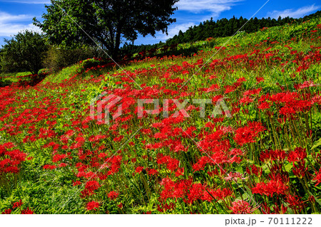簑沢彼岸花群生地 70111222