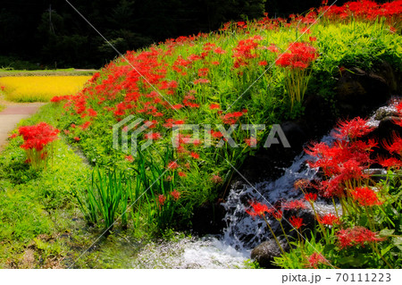 あぜ道の曼珠沙華 70111223