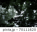 朝霧に佇む森 70111620