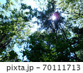 新緑を照らす陽の光 70111713