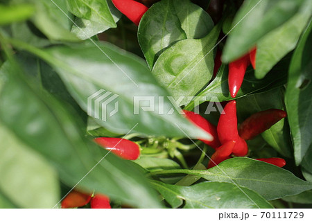真っ赤なトウガラシの実 真っ赤なトウガラシの実 70111729
