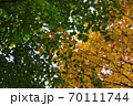 移りゆく季節 70111744