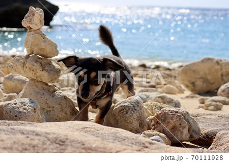 愛犬と穴場ビーチを散策 愛犬と穴場ビーチを散策 70111928