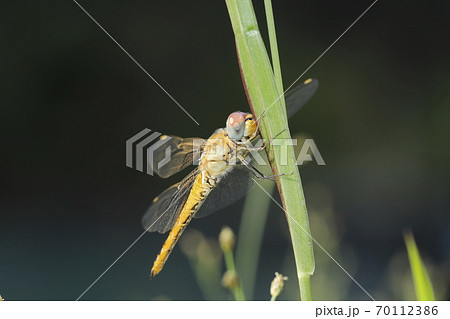 ウスバキトンボ 70112386