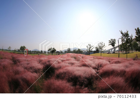 植物 公園 空 70112433