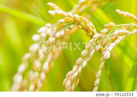 日本の風景「稲穂」 日本の風景「稲穂」 70112553