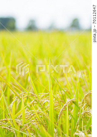 日本の風景「稲穂」 日本の風景「稲穂」 70112647