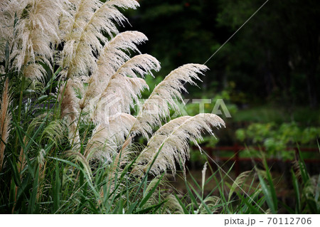 パンパスグラス 70112706