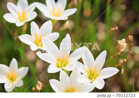 タマスダレの花 タマスダレの花 70112723