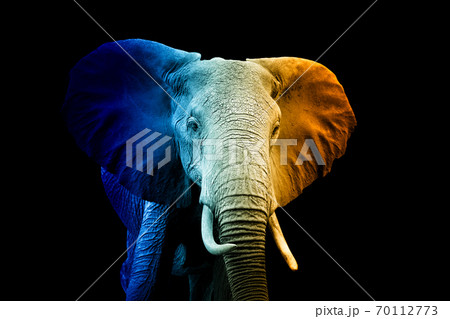 Portrait of elephant in a hot and cold shade 70112773