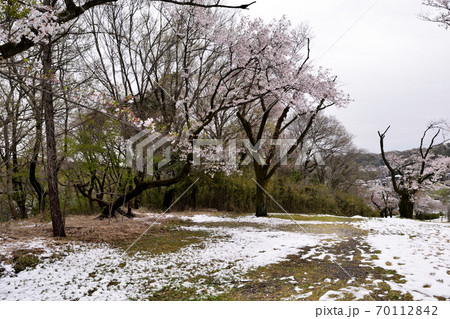 季節外れの積雪 桜咲く狭山自然公園 季節外れの積雪 桜咲く狭山自然公園 70112842