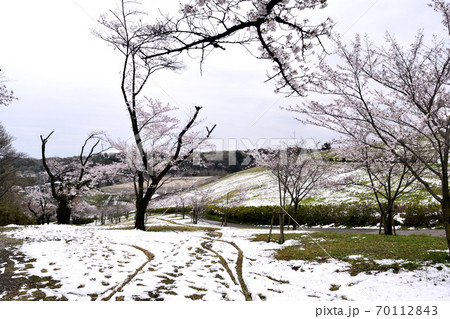 季節外れの積雪 桜咲く狭山自然公園  70112843