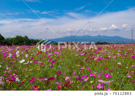 鼻高展望花の丘 コスモスと榛名山 群馬県高崎市 の写真素材