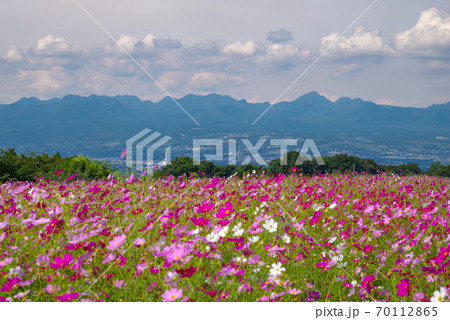 鼻高展望花の丘 コスモスと榛名山 群馬県高崎市 の写真素材