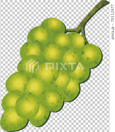 秋　果物　ぶどう　マスカット　水彩　イラスト素材 70112977