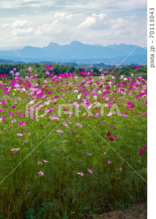 鼻高展望花の丘 コスモスと妙義山 群馬県高崎市 の写真素材