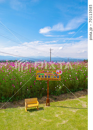 鼻高展望花の丘 コスモス 群馬県高崎市 の写真素材