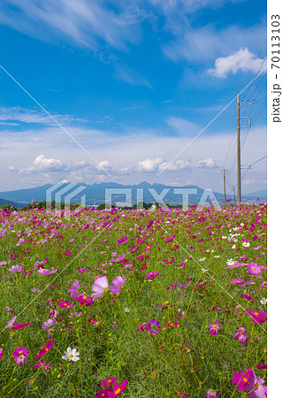 鼻高展望花の丘 コスモスと榛名山 群馬県高崎市の写真素材