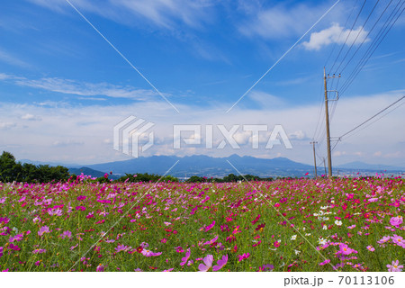 鼻高展望花の丘 コスモスと榛名山 群馬県高崎市の写真素材