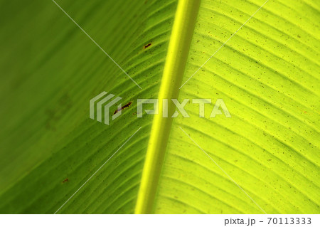 Texture background of green banana leaf. 70113333