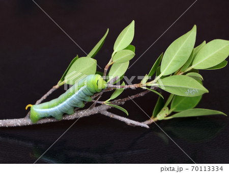 Oleander hawkmoth caterpillar on the branch of tree on dark reflex floor. 70113334