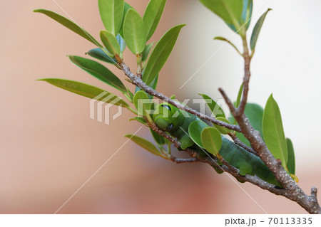 Oleander hawkmoth caterpillar on the branch of tree with blur background. 70113335