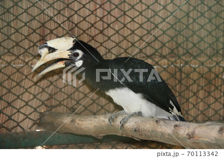 Black hornbill bird perched on the dry timber. a medium to large tropical Old World bird 70113342