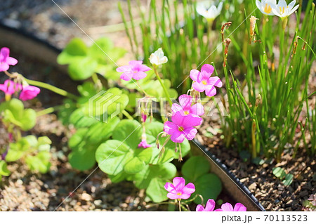 フウロソウの花 70113523