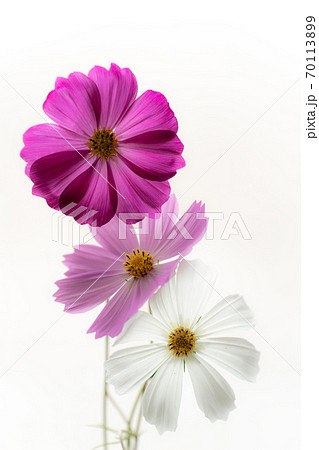 白い背景とピンク色のコスモスの透過光撮影の写真素材