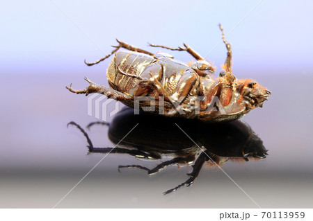 beetle insect lie supine on the reflex floor. It is the largest insect in the world. beetle insect lie supine on the reflex floor. It is the largest insect in the world. 70113959