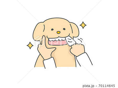 布ガーゼで歯磨きをするゴールデンレトリバー犬のイラスト素材