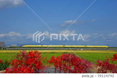 ドクターイエローと彼岸花　刈谷市 70114742