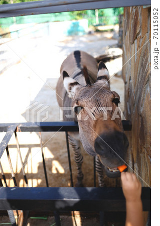 the face of a zebra that eats a carrot from its hand at the zoo 70115052