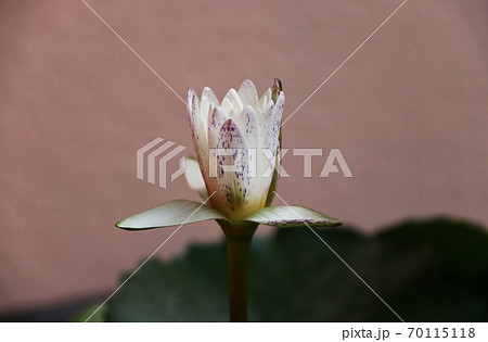 White lotus flower with Purple dots and Out focus lotus leaves. White lotus flower with Purple dots and Out focus lotus leaves. 70115118