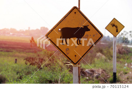 Traffic sign for beware the cow across the street in Thailand Traffic sign for beware the cow across the street in Thailand 70115124