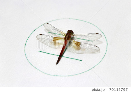 Dragonfly on the symbolic of helicopter parking on the white background. Dragonfly on the symbolic of helicopter parking on the white background. 70115797