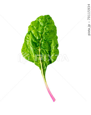 swiss rainbow chard isolated on white 70115934
