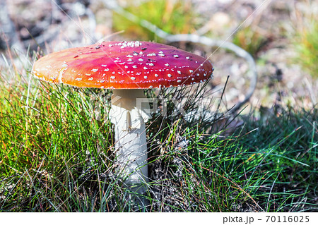 fly agaric mushroom poisonous grow in the forest 70116025