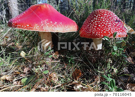 fly agaric mushroom poisonous grow in the forest 70116045
