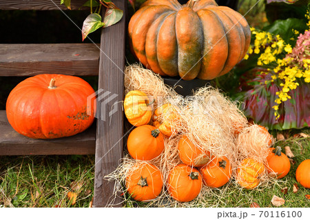 ハロウィン 観賞用カボチャの写真素材