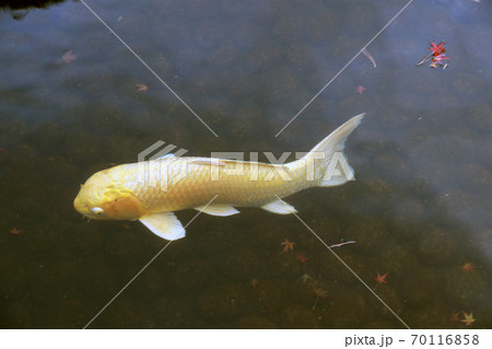 Golden Japanese Koi Fish in the water. Nishikigoi for decorative purposes in outdoor koi ponds Golden Japanese Koi Fish in the water. Nishikigoi for decorative purposes in outdoor koi ponds 70116858