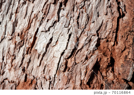 Close up of brown and gray tree surface with day light for background texture. 70116864